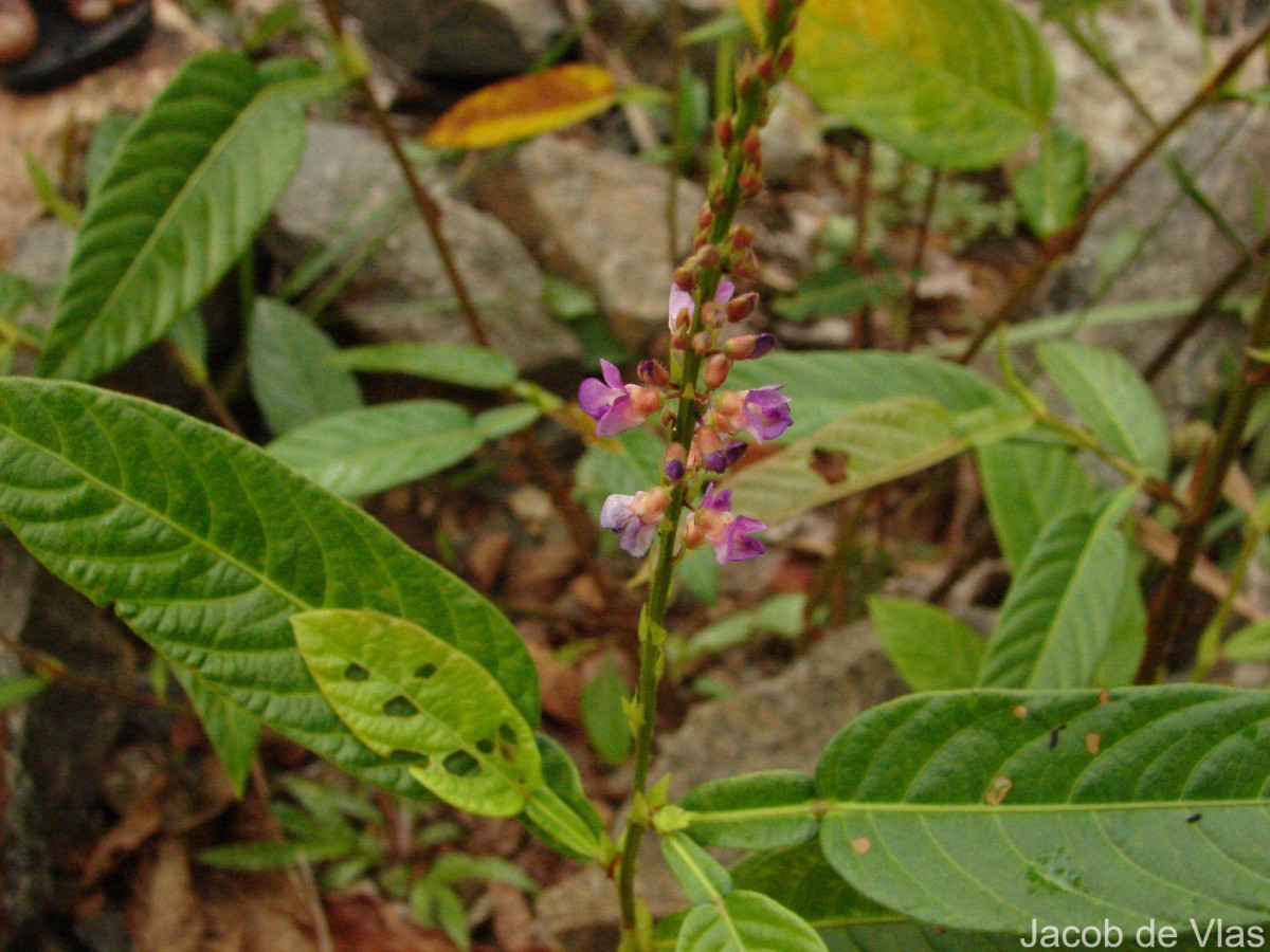 Tadehagi triquetrum (L.) H.Ohashi